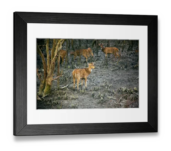 Framed Print : UNESCO, India, West Bengal, Sunderbans National Park World Heritage site and Biosphere Reserve Framed Print : UNESCO, India, West Bengal, Sunderbans National Park World Heritage site and Biosphere Reserve