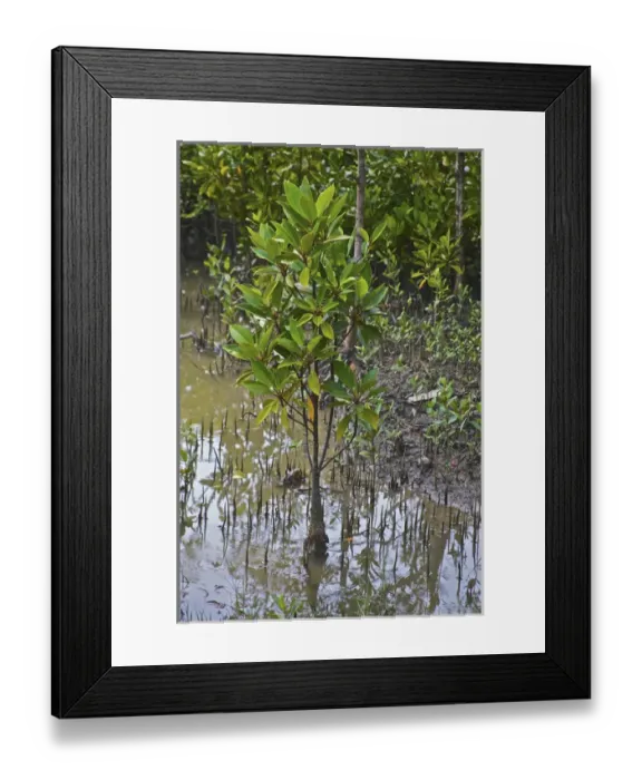 Framed Print : UNESCO, India, West Bengal, Sunderbans National Park World Heritage site and Biosphere Reserve Framed Print : UNESCO, India, West Bengal, Sunderbans National Park World Heritage site and Biosphere Reserve