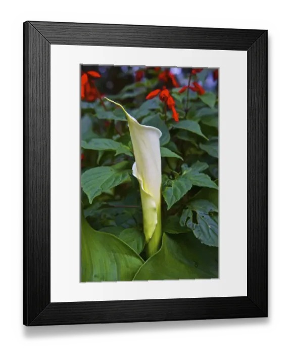 Framed Print : UNESCO, India, Tamil Nadu, Nilgiri Mountains