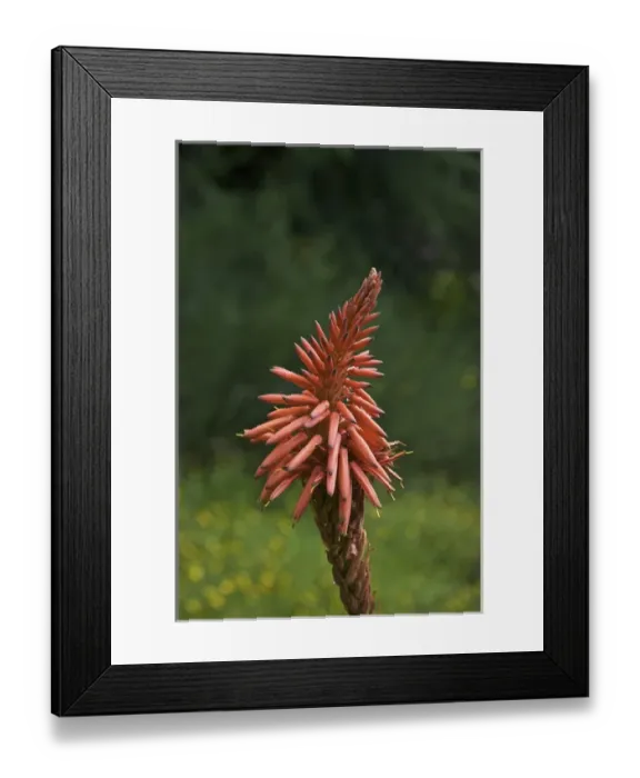 Framed Print : UNESCO, India, Tamil Nadu, Nilgiri Mountains Framed Print : UNESCO, India, Tamil Nadu, Nilgiri Mountains