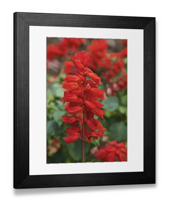 Framed Print : UNESCO, India, Tamil Nadu, Nilgiri Mountains Framed Print : UNESCO, India, Tamil Nadu, Nilgiri Mountains