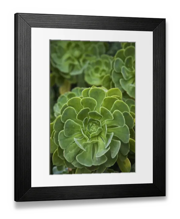 Framed Print : UNESCO, India, Tamil Nadu, Nilgiri Mountains Framed Print : UNESCO, India, Tamil Nadu, Nilgiri Mountains