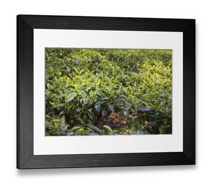 Framed Print : UNESCO, India, Tamil Nadu, Nilgiri Mountains, Heritage Steam Train, Udagamandalam Framed Print : UNESCO, India, Tamil Nadu, Nilgiri Mountains, Heritage Steam Train, Udagamandalam