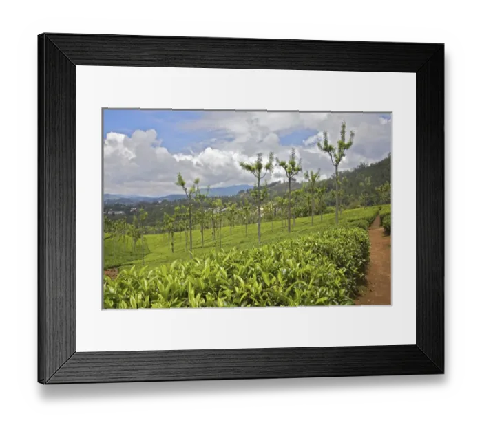 Framed Print : UNESCO, India, Tamil Nadu, Nilgiri Mountains, Heritage Steam Train, Udagamandalam Framed Print : UNESCO, India, Tamil Nadu, Nilgiri Mountains, Heritage Steam Train, Udagamandalam