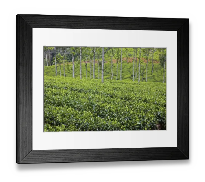 Framed Print : UNESCO, India, Tamil Nadu, Nilgiri Mountains, Heritage Steam Train, Udagamandalam