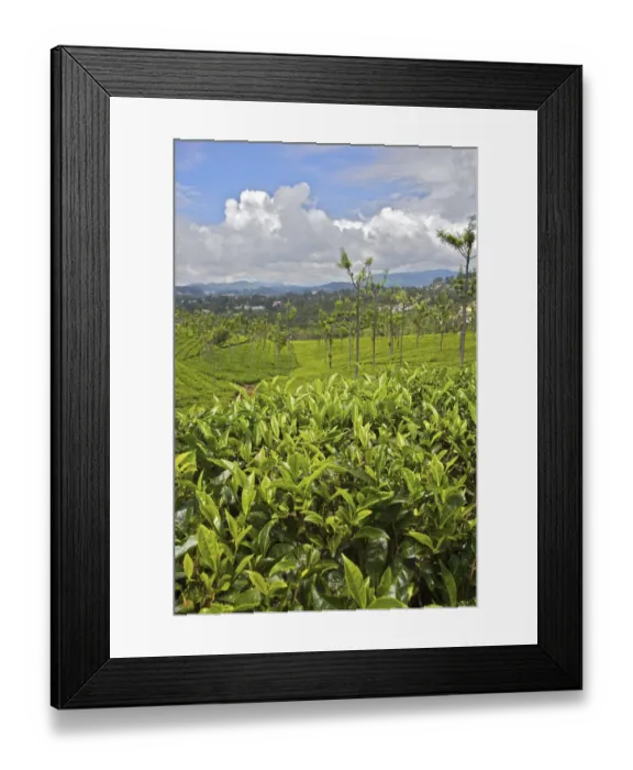 Framed Print : UNESCO, India, Tamil Nadu, Nilgiri Mountains, Heritage Steam Train, Udagamandalam Framed Print : UNESCO, India, Tamil Nadu, Nilgiri Mountains, Heritage Steam Train, Udagamandalam