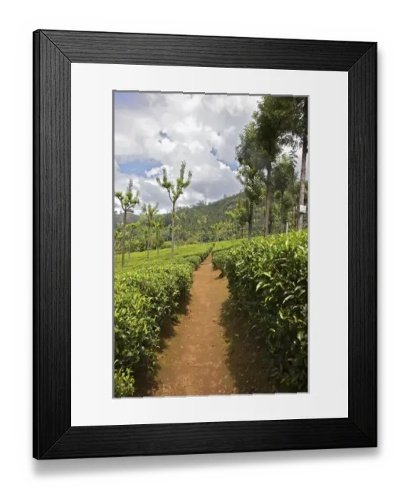Framed Print : UNESCO, India, Tamil Nadu, Nilgiri Mountains, Heritage Steam Train, Udagamandalam