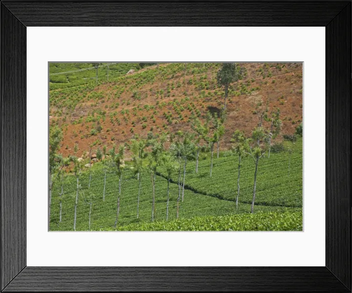 Framed Print : UNESCO, India, Tamil Nadu, Nilgiri Mountains, Heritage Steam Train, Udagamandalam Framed Print : UNESCO, India, Tamil Nadu, Nilgiri Mountains, Heritage Steam Train, Udagamandalam