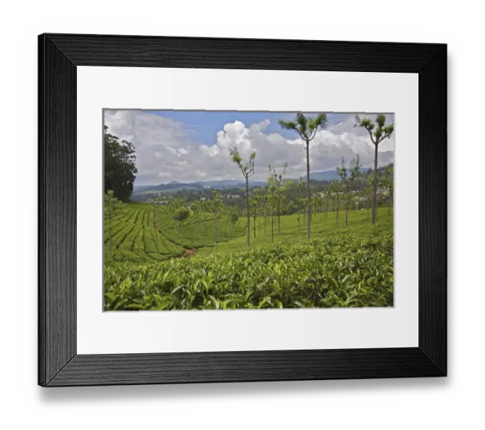 Framed Print : UNESCO, India, Tamil Nadu, Nilgiri Mountains, Heritage Steam Train, Udagamandalam Framed Print : UNESCO, India, Tamil Nadu, Nilgiri Mountains, Heritage Steam Train, Udagamandalam