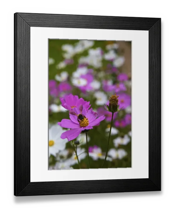 Framed Print : UNESCO, India, Tamil Nadu, Nilgiri Mountains. Udagamandalam, Ooty Framed Print : UNESCO, India, Tamil Nadu, Nilgiri Mountains. Udagamandalam, Ooty