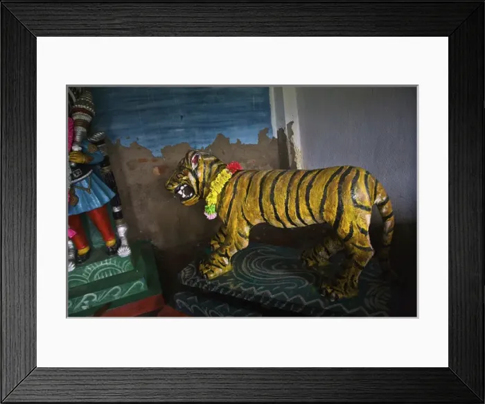 Framed Print : UNESCO, India, West Bengal, Sunderbans National Park World Heritage site and Biosphere Reserve Framed Print : UNESCO, India, West Bengal, Sunderbans National Park World Heritage site and Biosphere Reserve