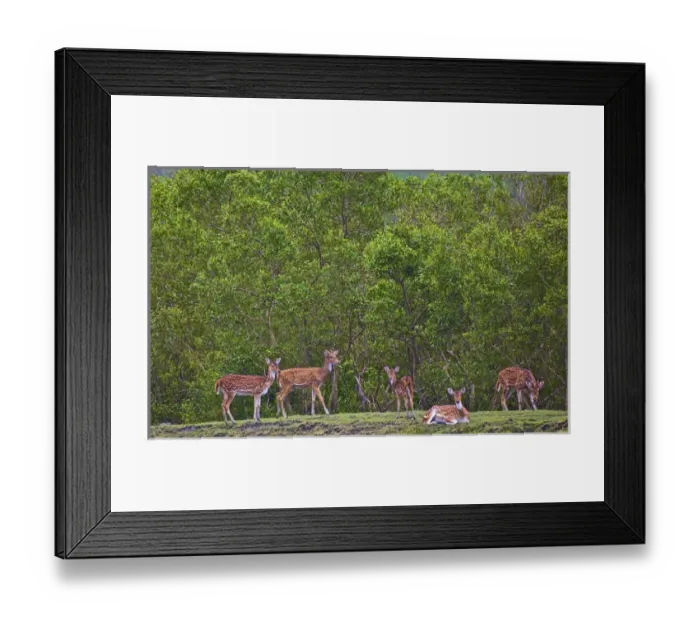 Framed Print : UNESCO, India, West Bengal, Sunderbans National Park World Heritage site and Biosphere Reserve Framed Print : UNESCO, India, West Bengal, Sunderbans National Park World Heritage site and Biosphere Reserve
