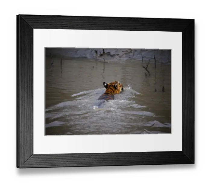 Framed Print : UNESCO, India, West Bengal, Sunderbans National Park World Heritage site and Biosphere Reserve