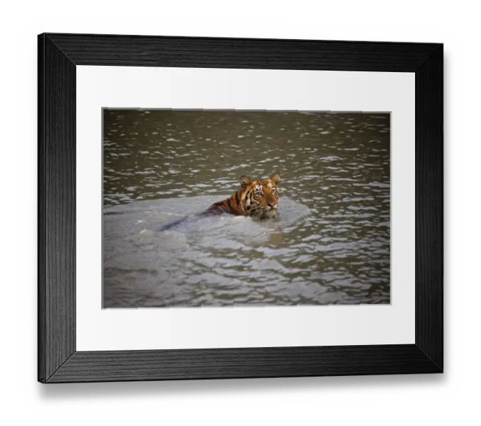 Framed Print : UNESCO, India, West Bengal, Sunderbans National Park World Heritage site and Biosphere Reserve Framed Print : UNESCO, India, West Bengal, Sunderbans National Park World Heritage site and Biosphere Reserve