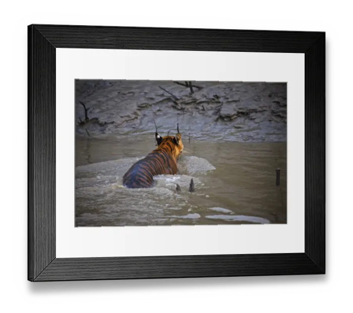 Framed Print : UNESCO, India, West Bengal, Sunderbans National Park World Heritage site and Biosphere Reserve