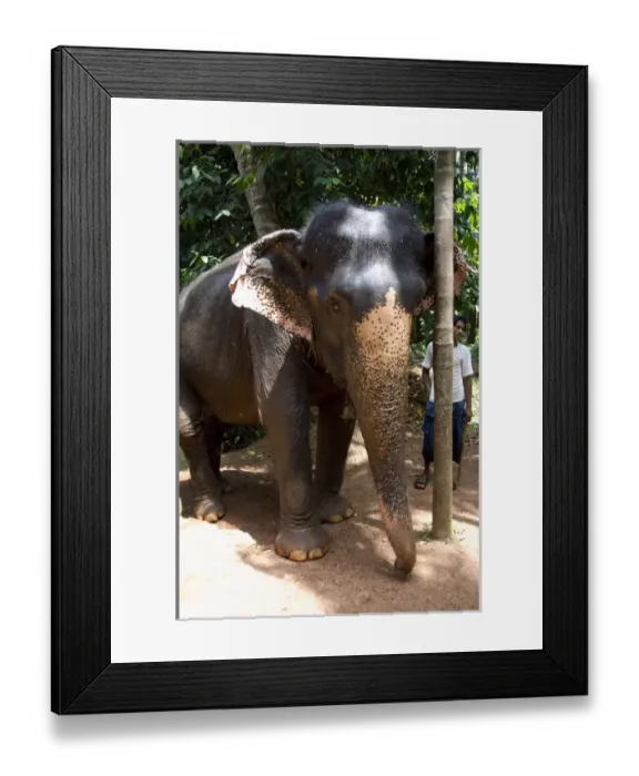 Framed Print : India, Goa, Ponda, Curti. Sahakari Spice Farm, elephant Framed Print : India, Goa, Ponda, Curti. Sahakari Spice Farm, elephant