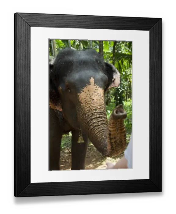 Framed Print : India, Goa, Ponda, Curti. Sahakari Spice Farm, elephant Framed Print : India, Goa, Ponda, Curti. Sahakari Spice Farm, elephant
