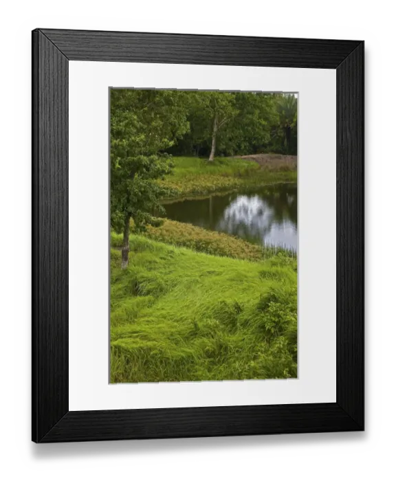 Framed Print : UNESCO, India, West Bengal, Sunderbans National Park World Heritage site and Biosphere Reserve Framed Print : UNESCO, India, West Bengal, Sunderbans National Park World Heritage site and Biosphere Reserve
