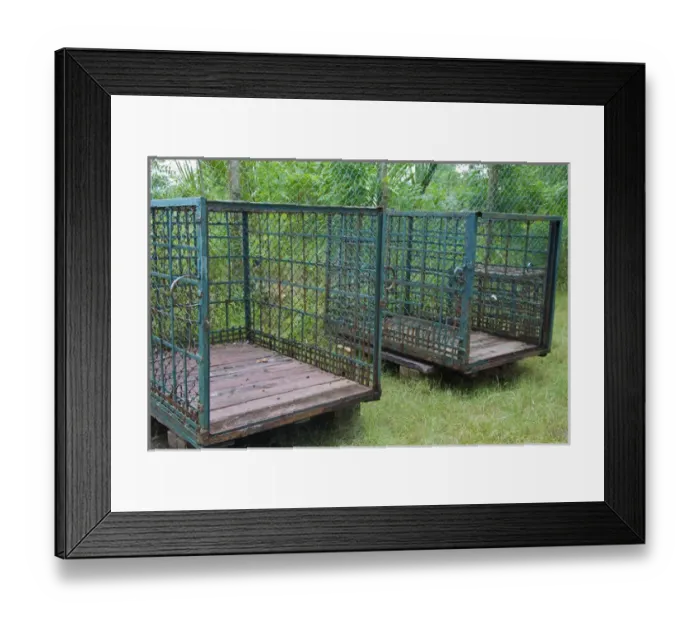 Framed Print : UNESCO, India, West Bengal, Sunderbans National Park World Heritage site and Biosphere Reserve Framed Print : UNESCO, India, West Bengal, Sunderbans National Park World Heritage site and Biosphere Reserve