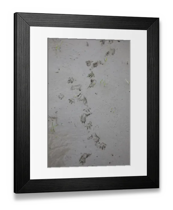 Framed Print : UNESCO, India, West Bengal, Sunderbans National Park World Heritage site and Biosphere Reserve Framed Print : UNESCO, India, West Bengal, Sunderbans National Park World Heritage site and Biosphere Reserve