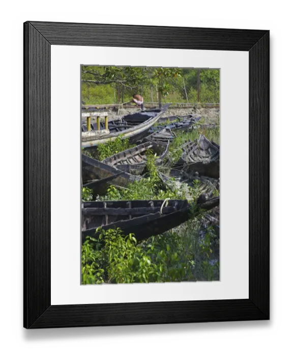 Framed Print : UNESCO, India, West Bengal, Sunderbans National Park World Heritage site and Biosphere Reserve Framed Print : UNESCO, India, West Bengal, Sunderbans National Park World Heritage site and Biosphere Reserve