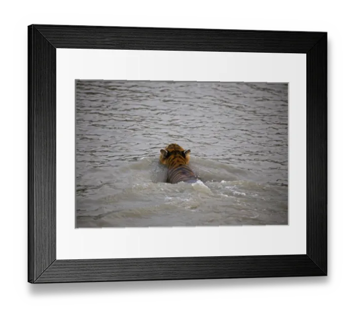 Framed Print : UNESCO, India, West Bengal, Sunderbans National Park World Heritage site and Biosphere Reserve Framed Print : UNESCO, India, West Bengal, Sunderbans National Park World Heritage site and Biosphere Reserve
