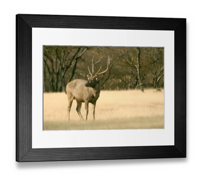 Framed Print : India, Ranthambore. A Sambar Stag in Ranthambhor National Park, the largest deer in India