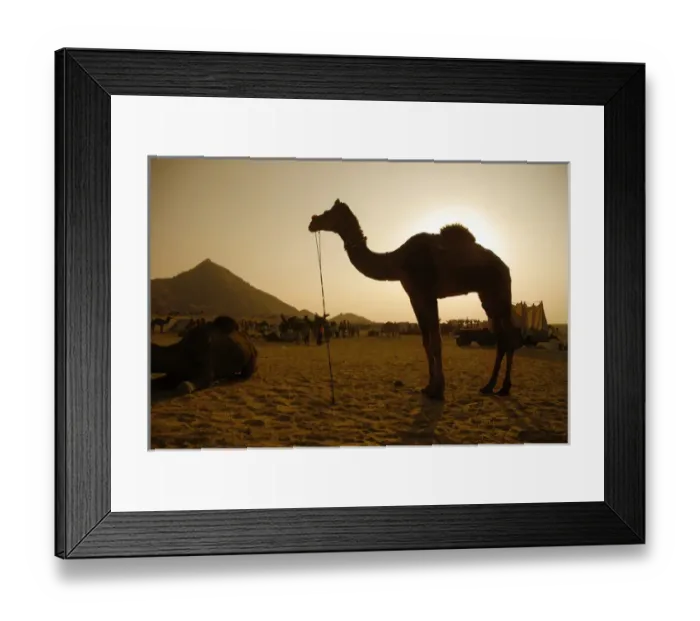 Framed Print : India; Rajasthan; Pushkar. During the annual Pushkar Camel Festival tens of thousands Framed Print : India; Rajasthan; Pushkar. During the annual Pushkar Camel Festival tens of thousands