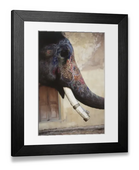 Framed Print : India, Rajasthan, Amber, Amer Fort, Painted Indian elephant Framed Print : India, Rajasthan, Amber, Amer Fort, Painted Indian elephant