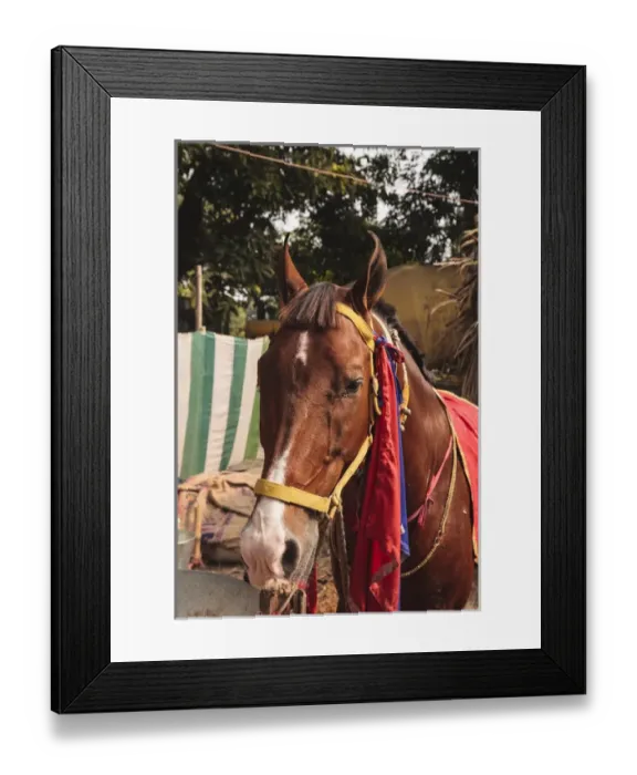 Framed Print : India, Odisha, Subarnapur District, Subarnapur, Horse with bridle at fair at Sonepur Framed Print : India, Odisha, Subarnapur District, Subarnapur, Horse with bridle at fair at Sonepur