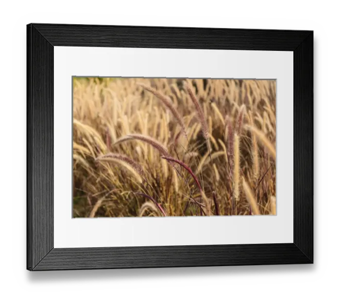 Framed Print : India, Rajasthan, Jaipur, Pink City, Close-up of long grass Framed Print : India, Rajasthan, Jaipur, Pink City, Close-up of long grass