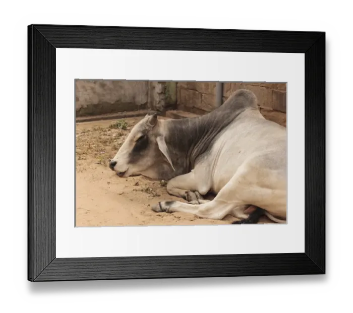 Framed Print : India, Rajasthan, Jhunjhunu, Nawalgarh, Ox Resting in street Framed Print : India, Rajasthan, Jhunjhunu, Nawalgarh, Ox Resting in street