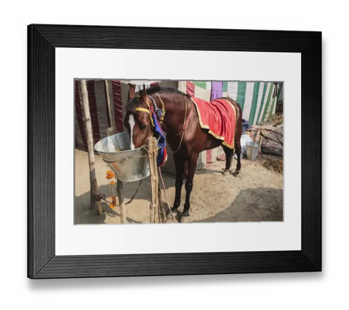 Framed Print : India, Odisha, Subarnapur District, Subarnapur, Horse eating from bucket at Sonepur Framed Print : India, Odisha, Subarnapur District, Subarnapur, Horse eating from bucket at Sonepur