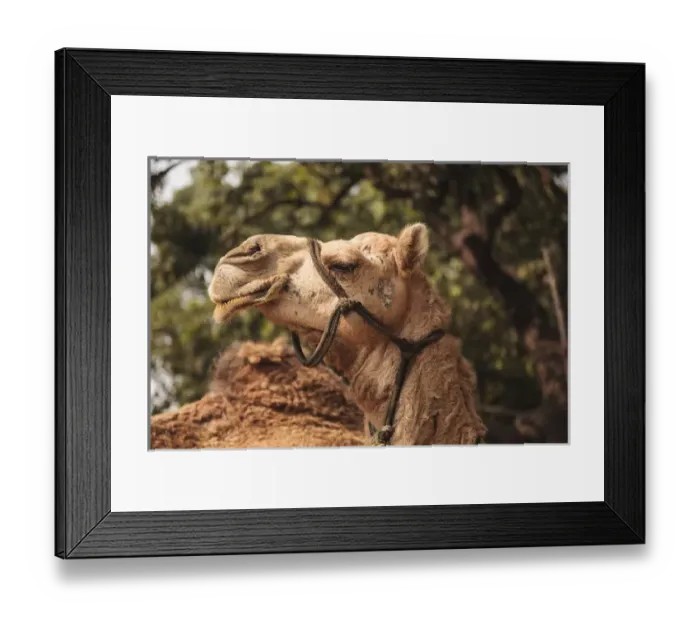Framed Print : India, Odisha, Subarnapur District, Subarnapur, Camel with bridle at Sonepur Cattle Fair Framed Print : India, Odisha, Subarnapur District, Subarnapur, Camel with bridle at Sonepur Cattle Fair