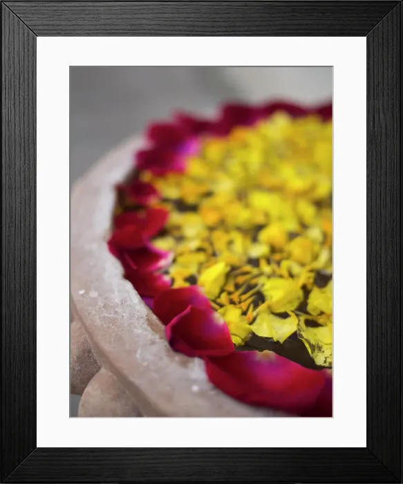 Framed Print : Flower petals floating on water surface in Udaipur, Rajasthan, India Framed Print : Flower petals floating on water surface in Udaipur, Rajasthan, India