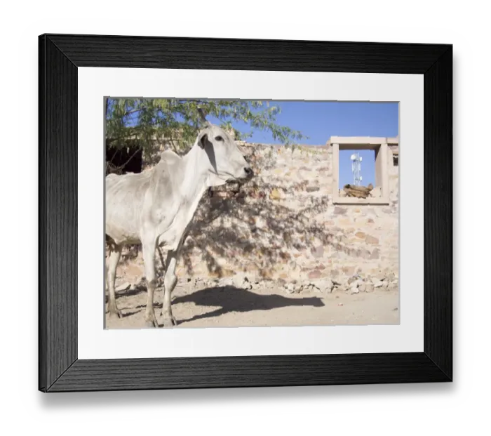 Framed Print : Cow and stonewall with communications tower in the background, Jodhpur, Rajasthan, India Framed Print : Cow and stonewall with communications tower in the background, Jodhpur, Rajasthan, India