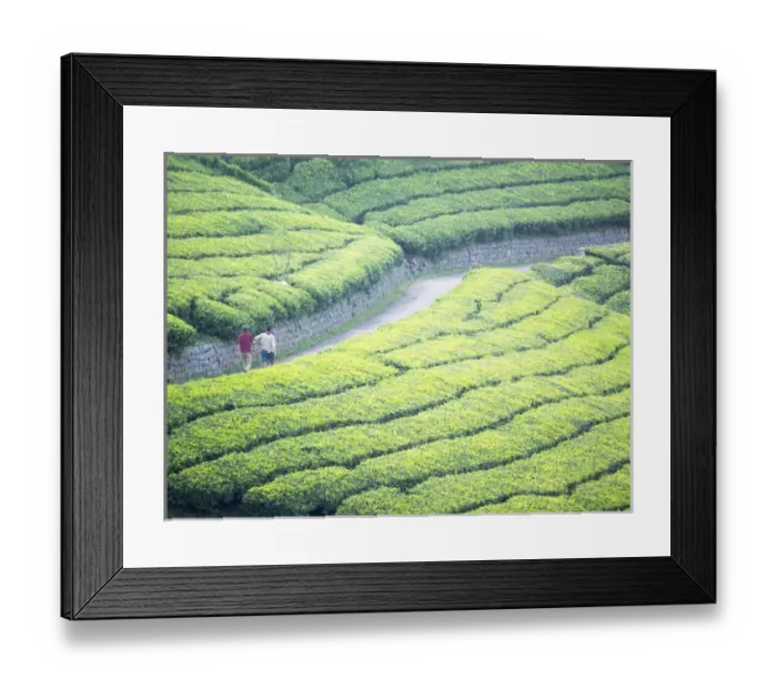 Framed Print : Tea plantation in Conoor, Tamil Nadu, India Framed Print : Tea plantation in Conoor, Tamil Nadu, India