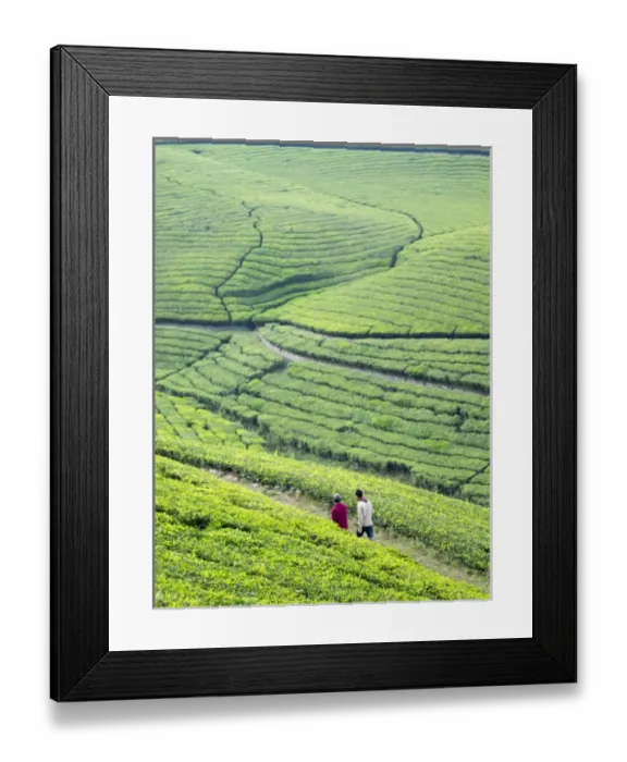 Framed Print : Tea plantation in Conoor, Tamil Nadu, India Framed Print : Tea plantation in Conoor, Tamil Nadu, India