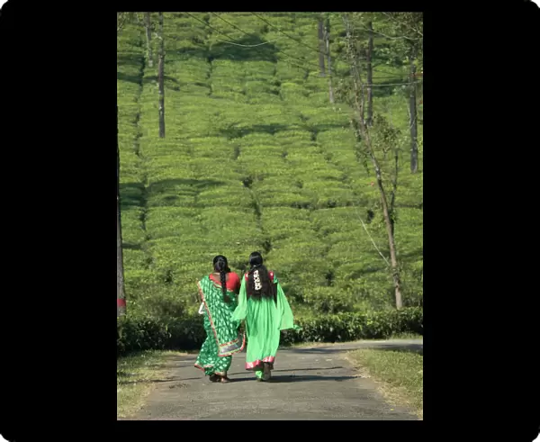Women walking on path amid tea estate in the Anaimalai Hills near Valparai, Tamil Nadu, India