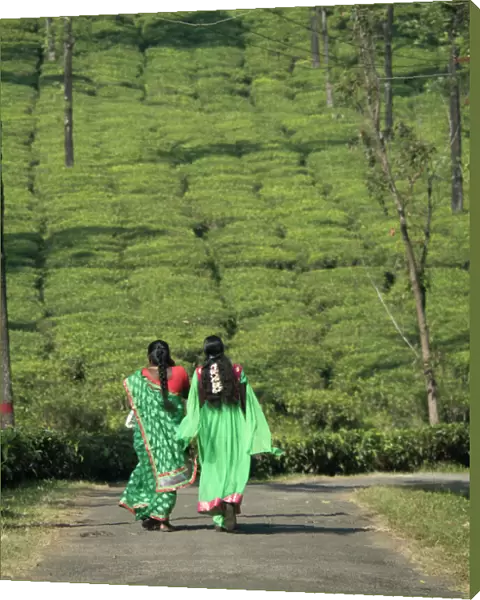 Women walking on path amid tea estate in the Anaimalai Hills near Valparai, Tamil Nadu, India