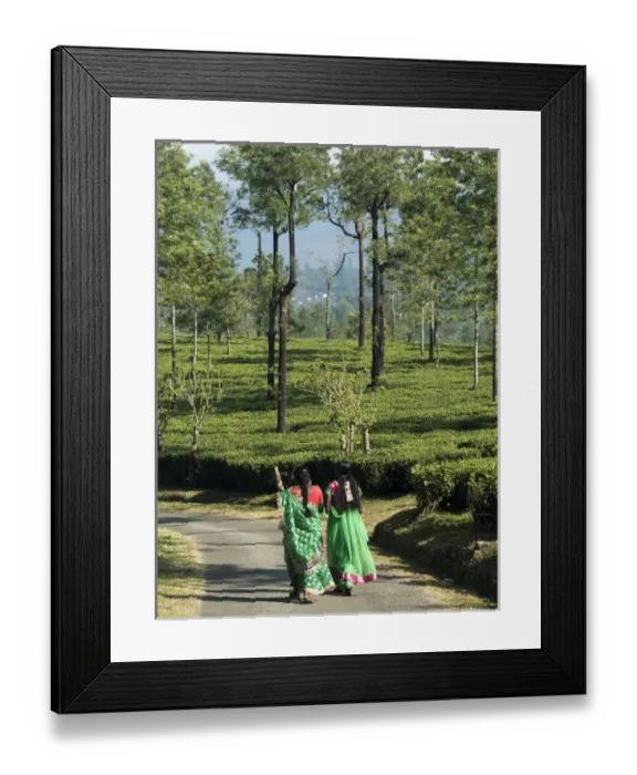 Framed Print : Women walking on path amid tea estate in the Anaimalai Hills near Valparai, Tamil Nadu, India