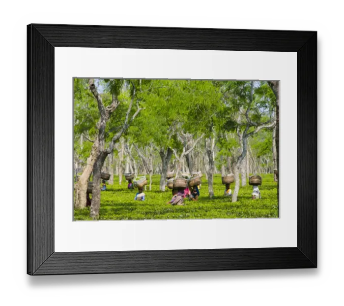 Framed Print : Sango, Assam State, India, women with baskets on their heads picking tea at the local Framed Print : Sango, Assam State, India, women with baskets on their heads picking tea at the local