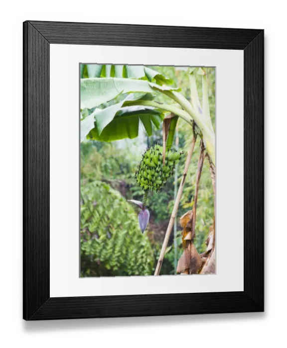 Framed Print : Langmeing Village, Nagaland, northeast India, a banana plant, with a bunch of green Framed Print : Langmeing Village, Nagaland, northeast India, a banana plant, with a bunch of green