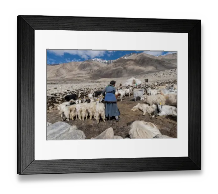 Framed Print : India, Jammu & Kashmir, Ladakh, a woman dressed in blue in the midst of a herd of Framed Print : India, Jammu & Kashmir, Ladakh, a woman dressed in blue in the midst of a herd of