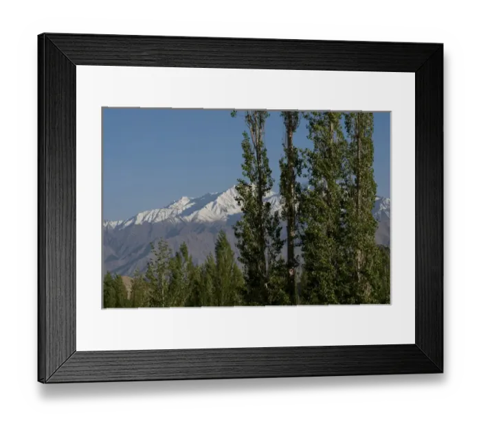 Framed Print : India, Ladakh, Leh, capital of Ladakh, trees in front of snow-capped mountains Framed Print : India, Ladakh, Leh, capital of Ladakh, trees in front of snow-capped mountains