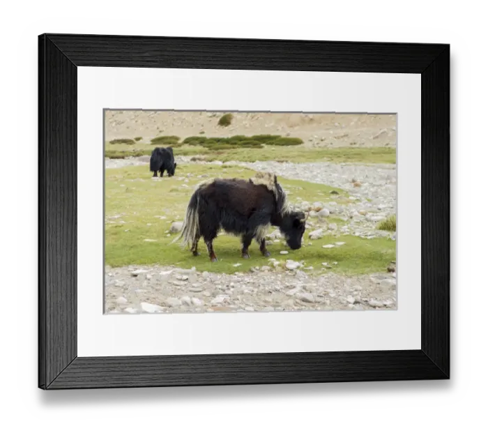 Framed Print : India, Jammu & Kashmir, Ladakh two black yak eating grass on a dry creek bed Framed Print : India, Jammu & Kashmir, Ladakh two black yak eating grass on a dry creek bed