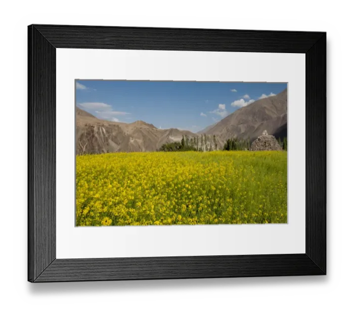 Framed Print : India, Jammu & Kashmir, Ladakh, a field of yellow mustard flowers and mountains in Alchi Framed Print : India, Jammu & Kashmir, Ladakh, a field of yellow mustard flowers and mountains in Alchi