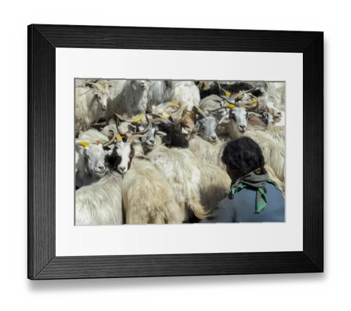 Framed Print : India, Jammu & Kashmir, Ladakh, a woman dressed in blue in the midst of a herd of Framed Print : India, Jammu & Kashmir, Ladakh, a woman dressed in blue in the midst of a herd of