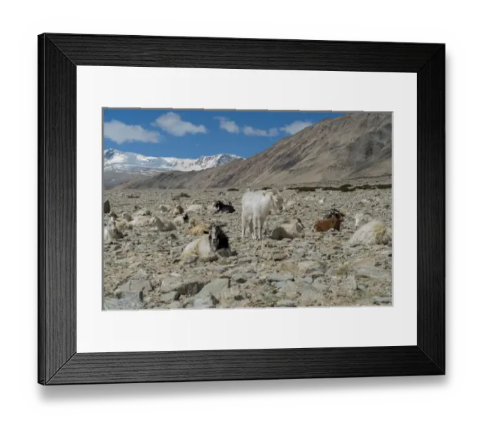 Framed Print : India, Jammu & Kashmir, Ladakh, pashmina goats in a high altitude landscape with Framed Print : India, Jammu & Kashmir, Ladakh, pashmina goats in a high altitude landscape with