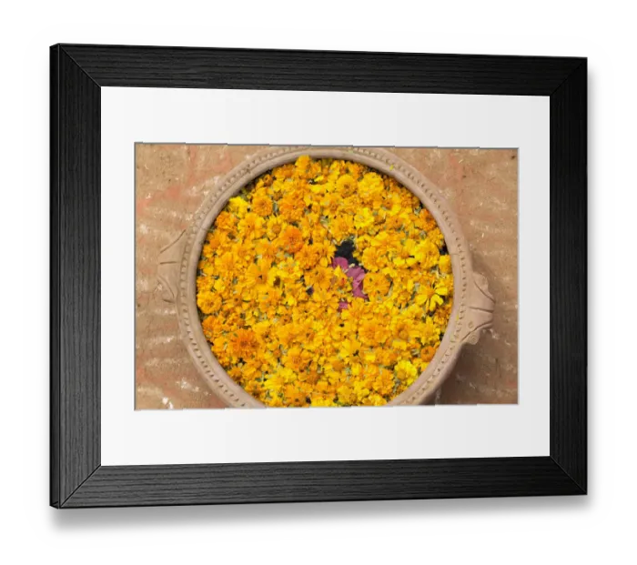 Framed Print : Asia, India, Rajasthan, an offering of marigold flowers centered with a lotus blossom